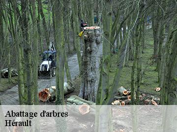 Abattage d'arbres Hérault 