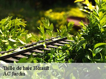 Taille de haie 34 Hérault  AC Jardin