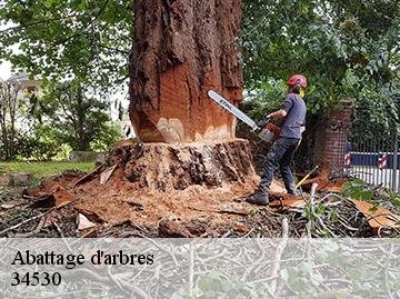 Abattage d'arbres  34530