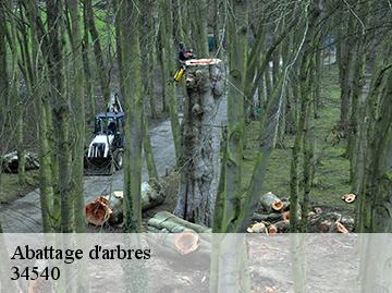 Abattage d'arbres  34540