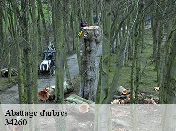 Abattage d'arbres  34260