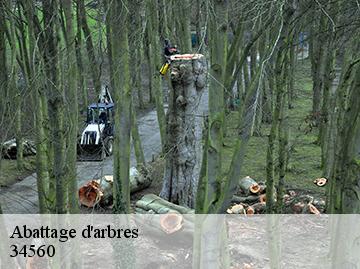 Abattage d'arbres  34560