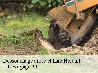 Dessouchage arbre et haie 34 Hérault  L.L Elagage 34 