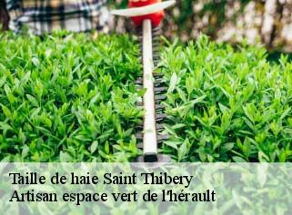 Taille de haie  saint-thibery-34630 Artisan espace vert de l'hérault 