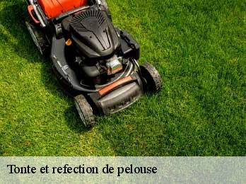 Tonte et refection de pelouse