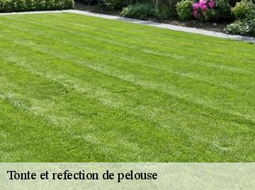 Tonte et refection de pelouse