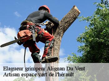 Elagueur grimpeur  alignan-du-vent-34290 Artisan espace vert de l'hérault 