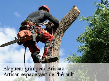 Elagueur grimpeur  brissac-34190 Artisan espace vert de l'hérault 