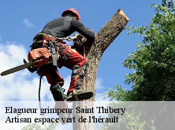 Elagueur grimpeur  saint-thibery-34630 Artisan espace vert de l'hérault 
