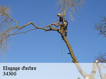 Elagage d'arbre  34300