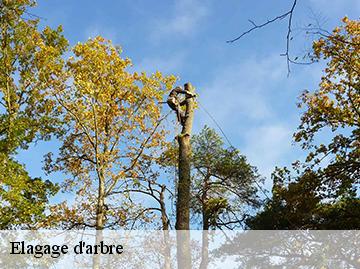 Elagage d'arbre