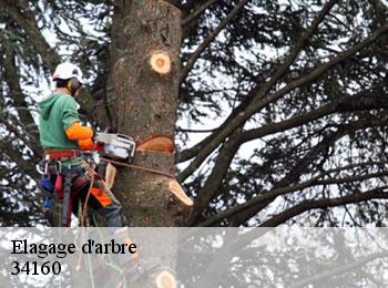 Elagage d'arbre  34160