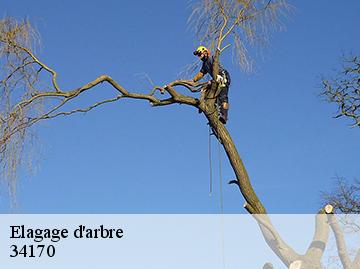 Elagage d'arbre  34170