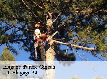 Elagage d'arbre  gigean-34770 L.L Elagage 34 