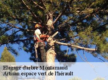 Elagage d'arbre  montarnaud-34570 Artisan espace vert de l'hérault 