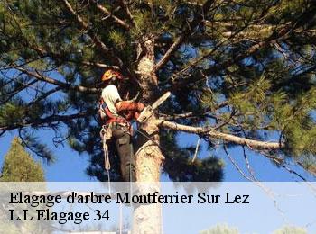Elagage d'arbre  montferrier-sur-lez-34980 L.L Elagage 34 