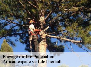 Elagage d'arbre  puechabon-34150 Artisan espace vert de l'hérault 