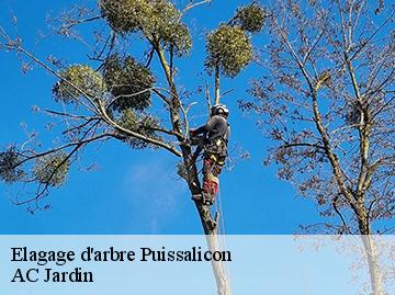 Elagage d'arbre  puissalicon-34480 AC Jardin