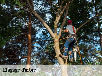 Elagage d'arbre