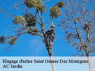 Elagage d'arbre  saint-genies-des-mourgues-34160 AC Jardin