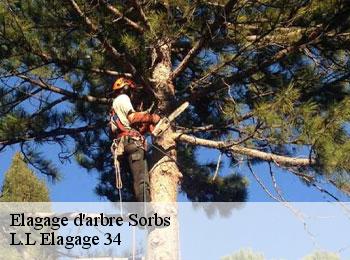 Elagage d'arbre  sorbs-34520 L.L Elagage 34 