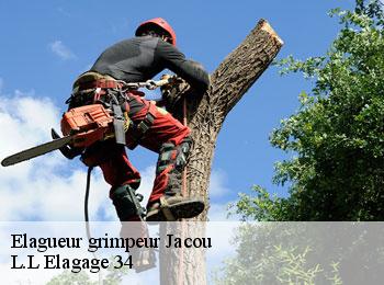 Elagueur grimpeur  jacou-34830 L.L Elagage 34 